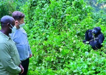 From Prague to Bwindi: Czech Speaker Names Newborn Gorilla ‘Tomáš’ in Uganda Friendship Gesture