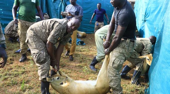 UWA moves 200 Uganda kob to Pian Upe in bid to strengthen wildlife population