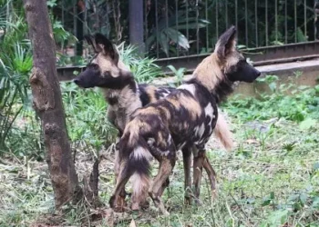 UWA Strengthens Ex-situ Conservation with Arrival of Endangered African Wild Dogs