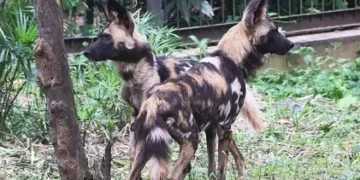 UWA Strengthens Ex-situ Conservation with Arrival of Endangered African Wild Dogs