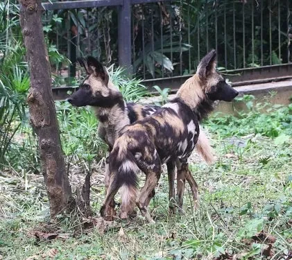 UWA Strengthens Ex-situ Conservation with Arrival of Endangered African Wild Dogs
