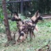 UWA Strengthens Ex-situ Conservation with Arrival of Endangered African Wild Dogs