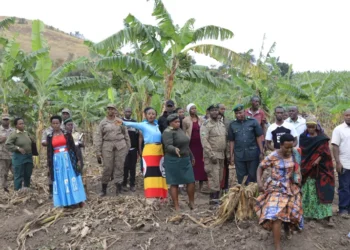 UWA Engages Kiruhura Residents as Buffaloes Destroy Crops, Compensation Concerns Emerge