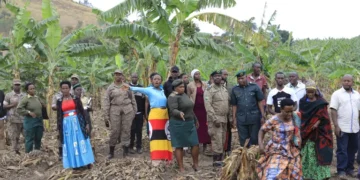 UWA Engages Kiruhura Residents as Buffaloes Destroy Crops, Compensation Concerns Emerge
