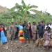 UWA Engages Kiruhura Residents as Buffaloes Destroy Crops, Compensation Concerns Emerge