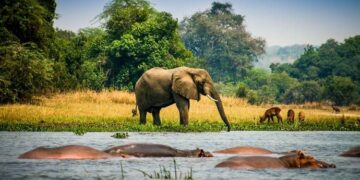 UWA Open Park Days: Why Every Ugandan Should Visit Queen Elizabeth and Lake Mburo National Parks