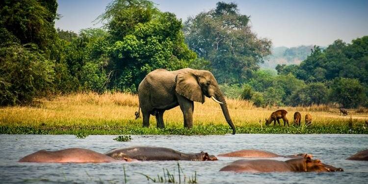 UWA Open Park Days: Why Every Ugandan Should Visit Queen Elizabeth and Lake Mburo National Parks