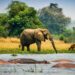 UWA Open Park Days: Why Every Ugandan Should Visit Queen Elizabeth and Lake Mburo National Parks