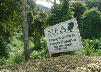 UWA Takeover of Echuya Forest Sparks Push for Tourism, Conservation