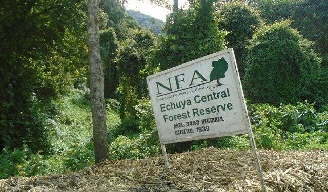 UWA Takeover of Echuya Forest Sparks Push for Tourism, Conservation