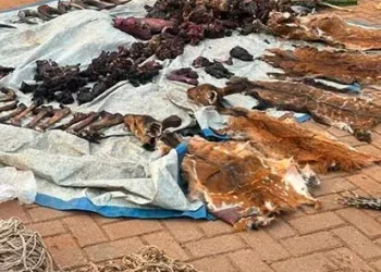 22 Arrested in Nakaseke Over Suspected Illegal Wildlife Possession