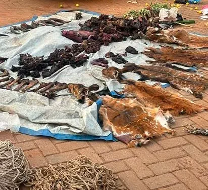 22 Arrested in Nakaseke Over Suspected Illegal Wildlife Possession
