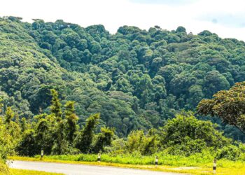 UWA Restores More Than 10,000 Hectares in Drive to Cut Carbon Emissions