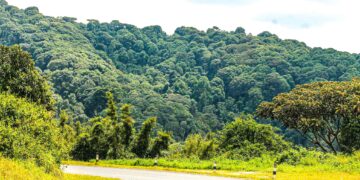 UWA Restores More Than 10,000 Hectares in Drive to Cut Carbon Emissions