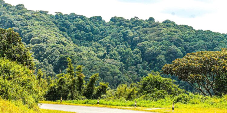 UWA Restores More Than 10,000 Hectares in Drive to Cut Carbon Emissions