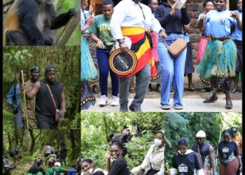 UWA Takes Influencers on Gorilla, Golden Monkey Treks Ahead of 2026 Festival