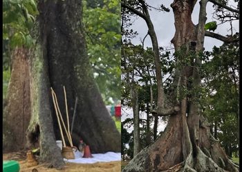 Nakayima Tree in Mubende: A Sacred Tradition Finds a New Home