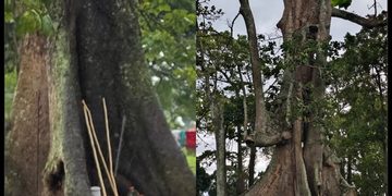 Nakayima Tree in Mubende: A Sacred Tradition Finds a New Home