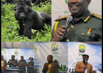 UWA Launches 2026 Mountain Gorilla Festival to Boost Conservation, Tourism & Community Livelihoods