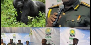 UWA Launches 2026 Mountain Gorilla Festival to Boost Conservation, Tourism & Community Livelihoods